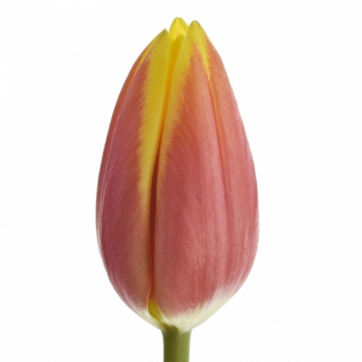 Tulipán EN JAN SEIGNETTE 30cm / 25g