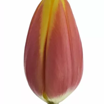 Tulipán EN JAN SEIGNETTE