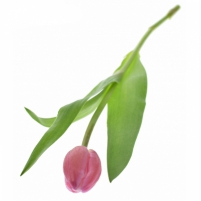 Tulipán EN JUMBO PINK