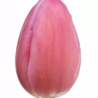 Tulipán EN JUMBO PINK 42cm/37g