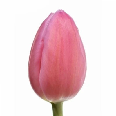 Tulipán EN JUMBO PINK 30 cm / 26 g