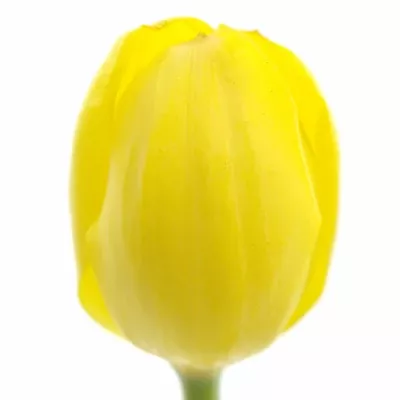 Tulipán EN KIKOMACHI 32cm/20g