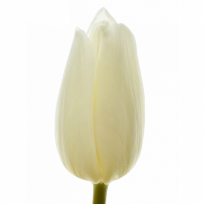 Tulipán EN KOBLA 40cm/38g