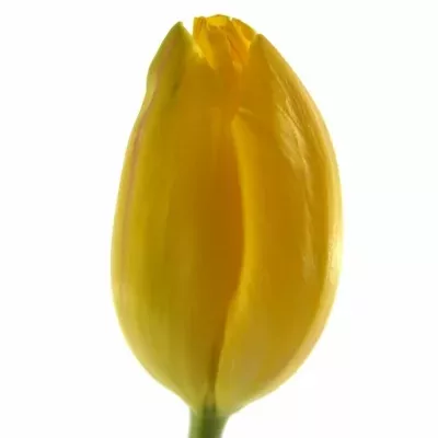 Tulipán EN LA COURTINE 55cm/50g