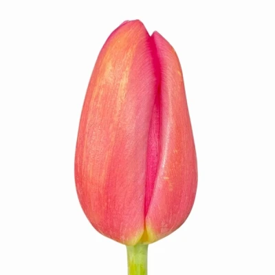 Tulipán EN LA ROMAINE