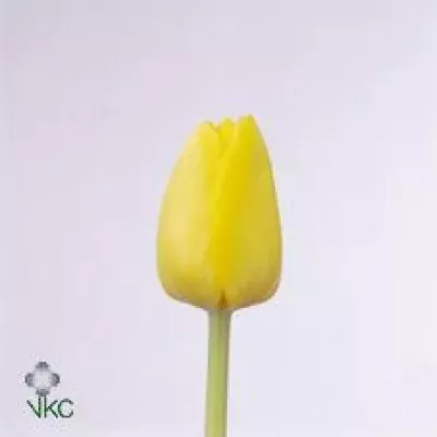 Tulipán EN LADY MARGOT 35cm/38g