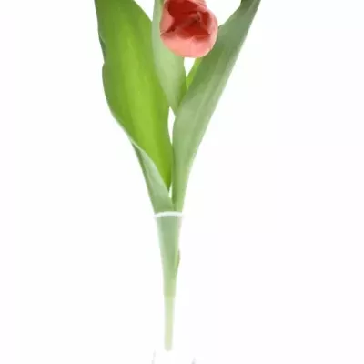 Tulipán EN LALIBELA 34cm/26g