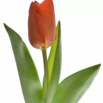 Tulipán EN LALIBELA 34cm/26g