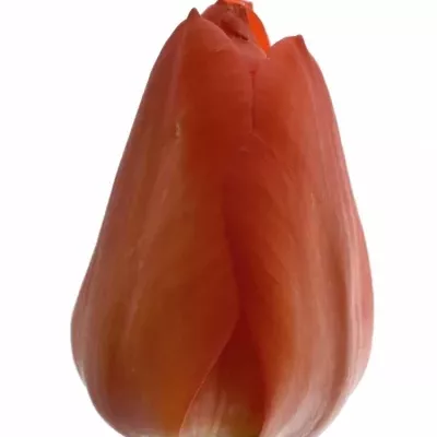 Tulipán EN LALIBELA 37cm/26g