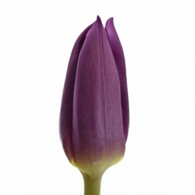 Tulipán EN LAPTOP 36cm/30g