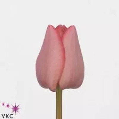 Tulipán EN LASERGAME