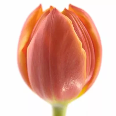Tulipán EN LAURA FYGI