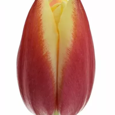 Tulipán EN Leena VAN DER MARK 30cm / 23g