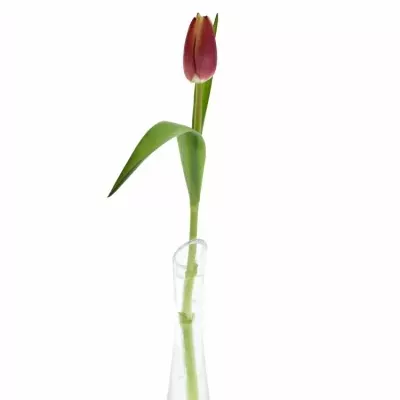 Tulipán EN LEEN VAN DER MARK 32cm/20g