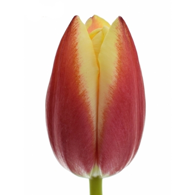 Tulipán EN LEEN VAN DER MARK
