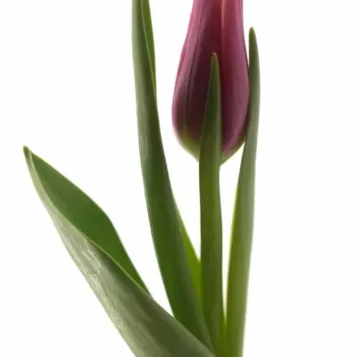 Tulipán EN LEO VISSER