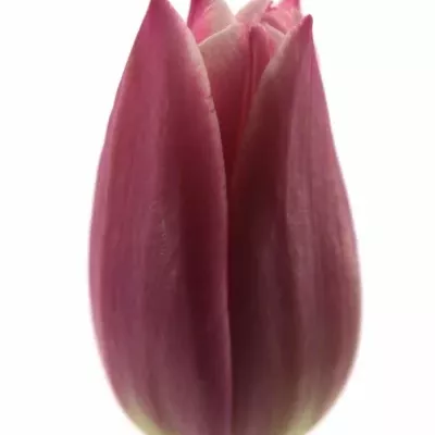 Tulipán EN LEO VISSER