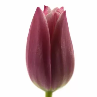 Tulipán EN LEO VISSER 