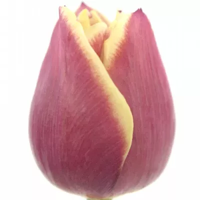Tulipán EN LIFESTYLE 37cm/34g