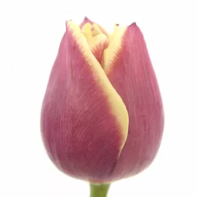Tulipán EN LIFESTYLE 37cm/34g
