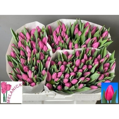 Tulipán EN LINCOLN 40 cm / 36 g