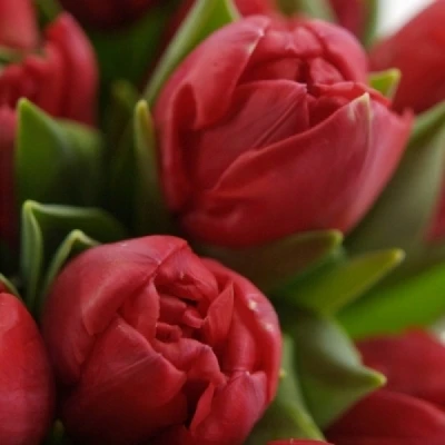 Tulipán EN LOVE TRAIN