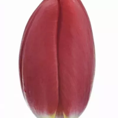 Tulipán EN LOVEFLIGHT 36cm/34g