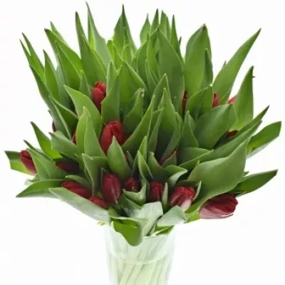 Tulipán EN LOVEFLIGHT