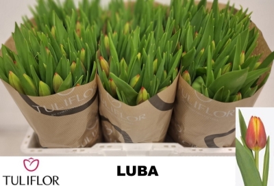 Tulipán EN LUBA 40 cm / 35 g