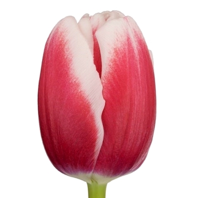 Tulipán EN LUSTIGE WITWE 38cm/34g