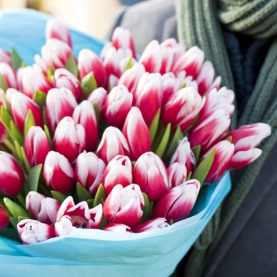 Tulipán EN LUSTIGE WITWE