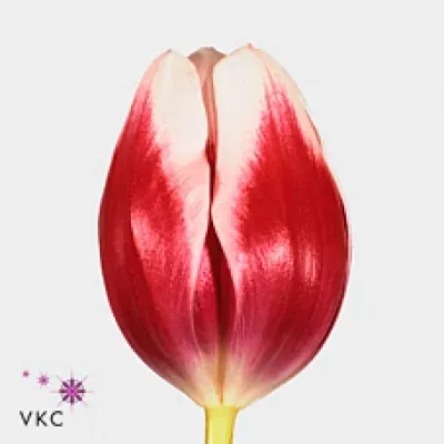 Tulipán EN LUSTIGE WITWE 38cm/34g