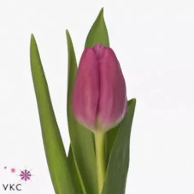 Tulipán EN MARATHON CHAMPION 38cm/40g