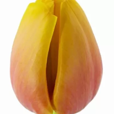 Tulipán EN MARIT 70g EXTRA