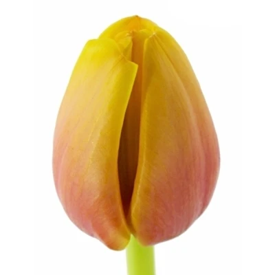 Tulipán EN MARIT
