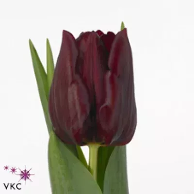 Tulipán EN MASCARA 38cm/32g