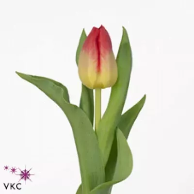 Tulipán EN MATCH 40cm/35g