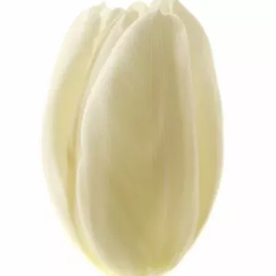 Tulipán EN MAUREEN 