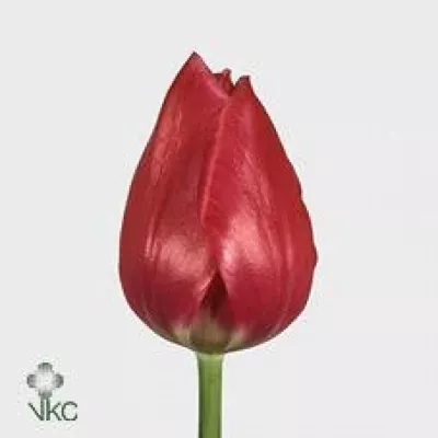 Tulipán EN MERRY CHRISTMAS 36cm/24g