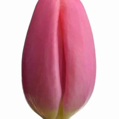 Tulipán EN MILKSHAKE