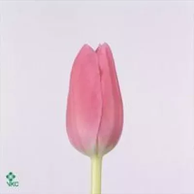 Tulipán EN MISTRESS