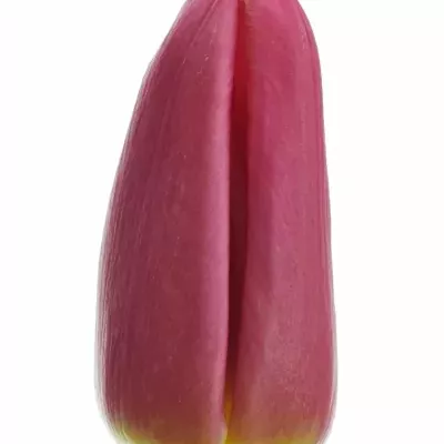 Tulipán EN MS CHEN 38cm/34g