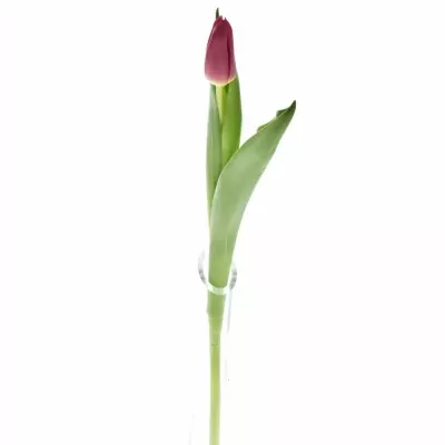 Tulipán EN MOYO 30g