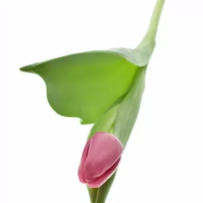 Tulipán EN MOYO 30g
