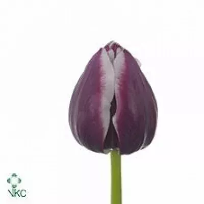 Tulipán EN MURALTO 37cm/28g