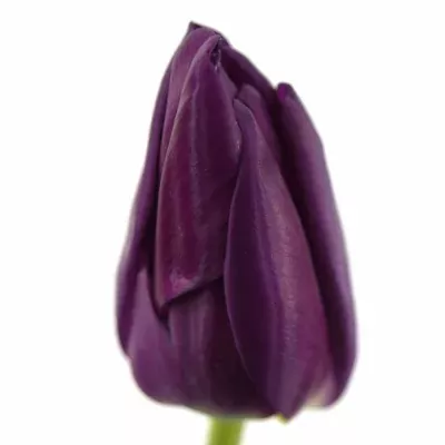 Tulipán EN NEGRITA 40cm/30g