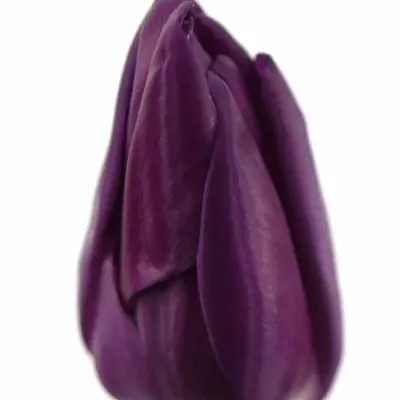 Tulipán EN NEGRITA 