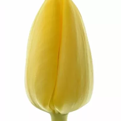 Tulipán EN NOVI SUN 40cm/30g