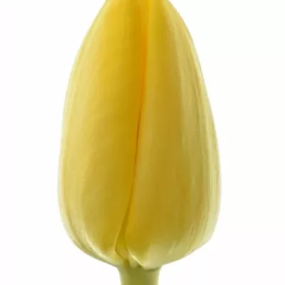 Tulipán EN NOVI SUN 36cm/30g