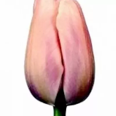 Tulipán EN OLLIOULES 42cm/40g